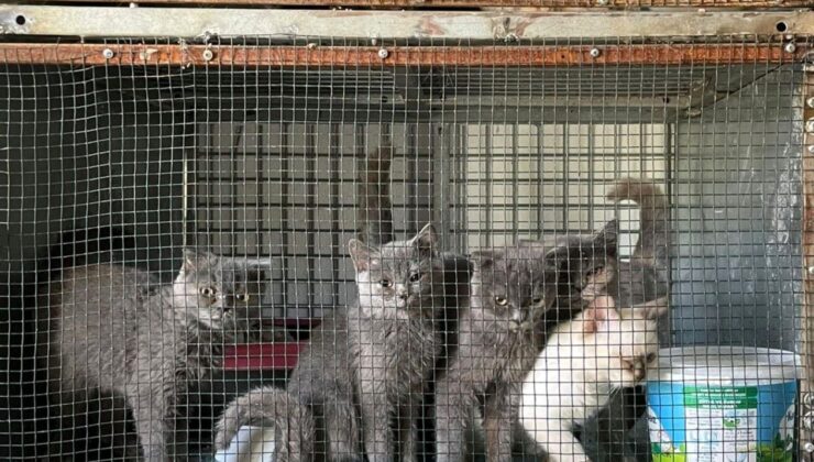 Kırklareli’nde kaçak hayvan operasyonu: 1 milyon 241 bin 973 lira ceza