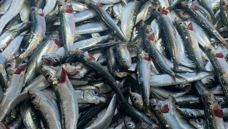 Kış aylarında sağlık, kalsiyum deposu kuyruğuyla kılçığıyla denizden çıkıyor