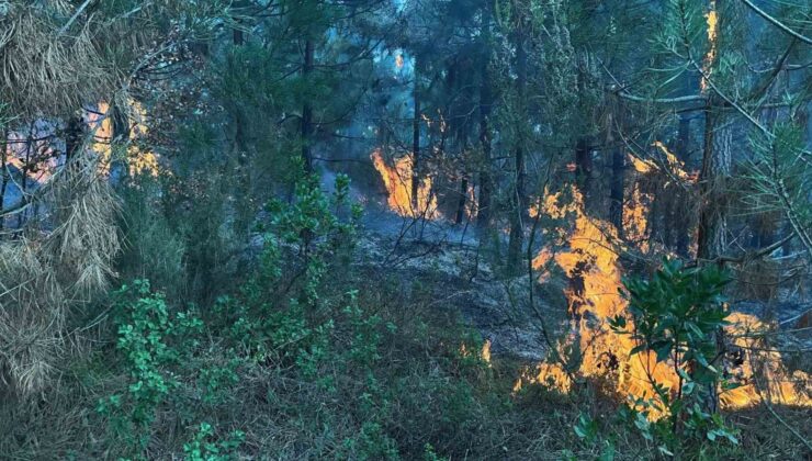 Kocaeli’de ormanlık alanda yangın çıktı