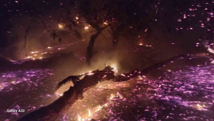 Bandırma’da çamlık alanda yangın: Ekiplerin hızlı müdahalesiyle söndürüldü