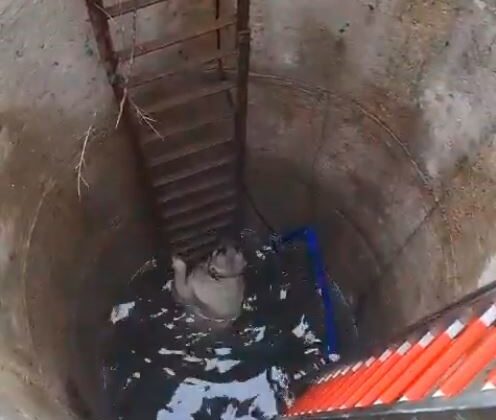 Çatalca’da kuyuya düşen köpeği itfaiyeciler kurtardı