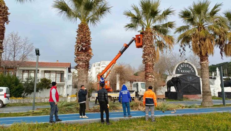 Erdek’te palmiyeler kuruyor, belediye tedbir almada geç kaldı