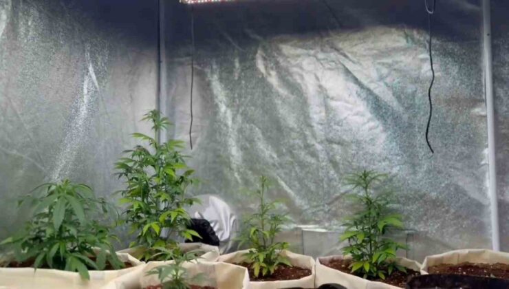 Evini kenevir serasına çevirmiş