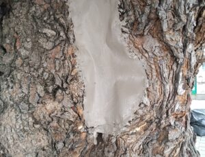 Asırlık ağacın yaraları sarıldı