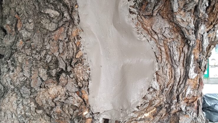 Asırlık ağacın yaraları sarıldı