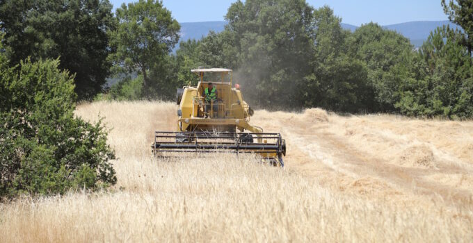 Siyez buğdayında hasat bereketi