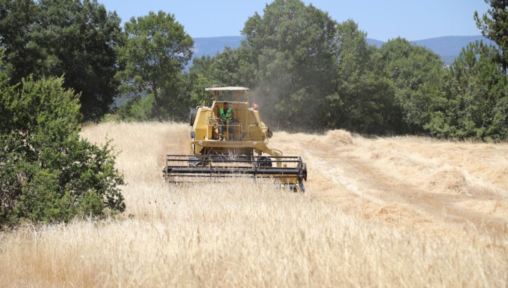 Siyez buğdayında hasat bereketi