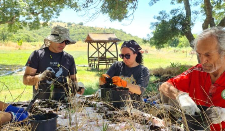 Denizleri temizlemede yeni yöntem:  ‘YÜZER BİTKİ ADALARI’