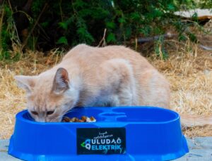 Sıcak Yaz Günlerinde CanDostlarımıza Destek