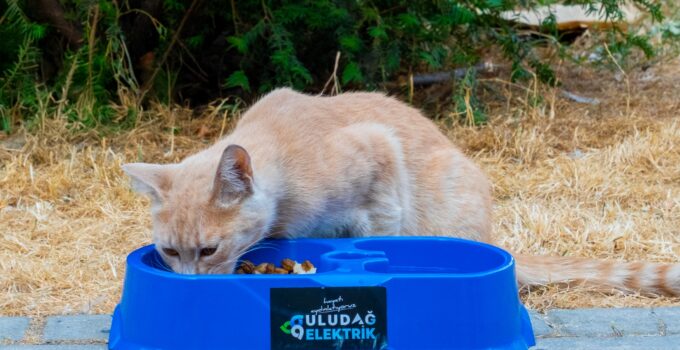 Sıcak Yaz Günlerinde CanDostlarımıza Destek