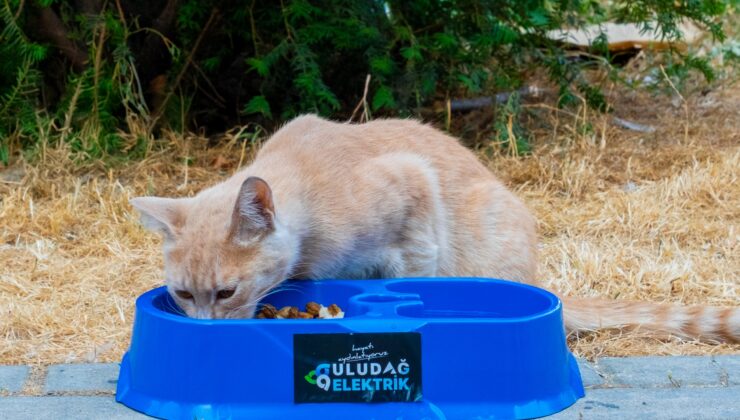 Sıcak Yaz Günlerinde CanDostlarımıza Destek